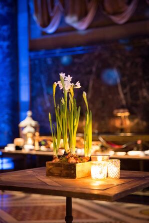 Paperwhite Bulb Centerpieces