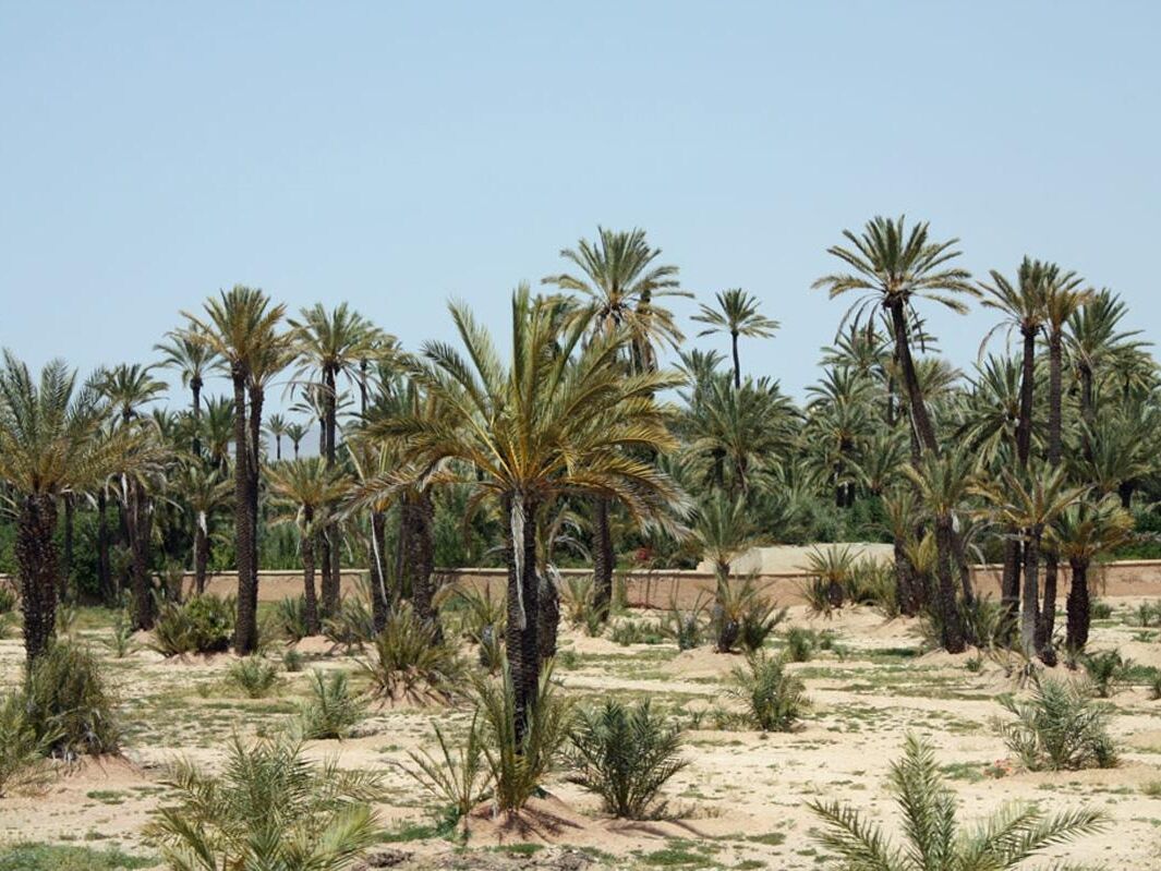 Picture of Palmeraie Marrakech