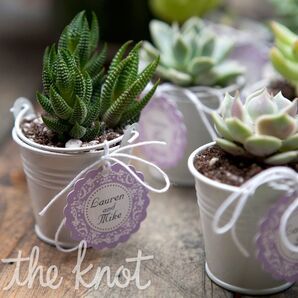 Succulent Escort Cards