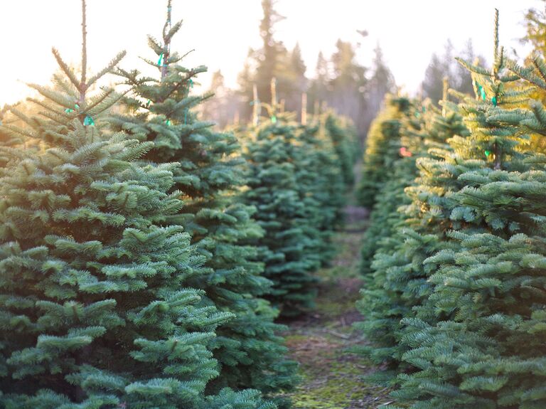 Christmas trees