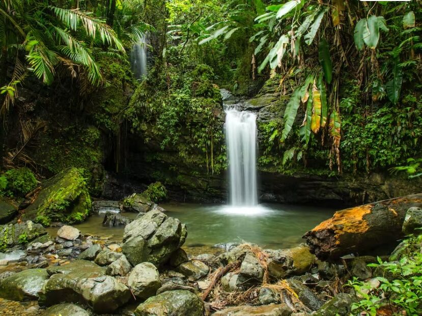 Picture of El Yunque National Forest