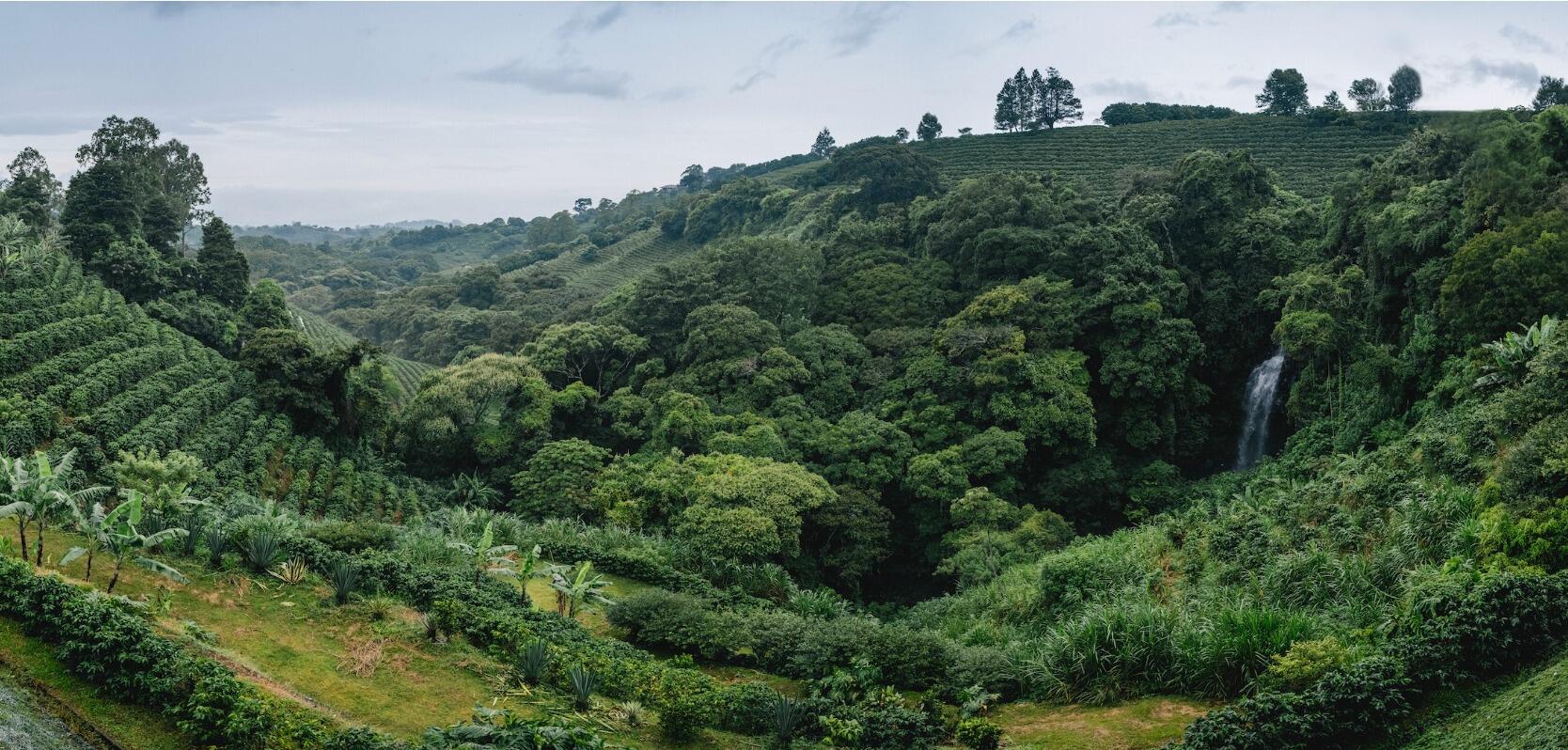 Picture of Hacienda Alsacia Starbucks Coffee Farm
