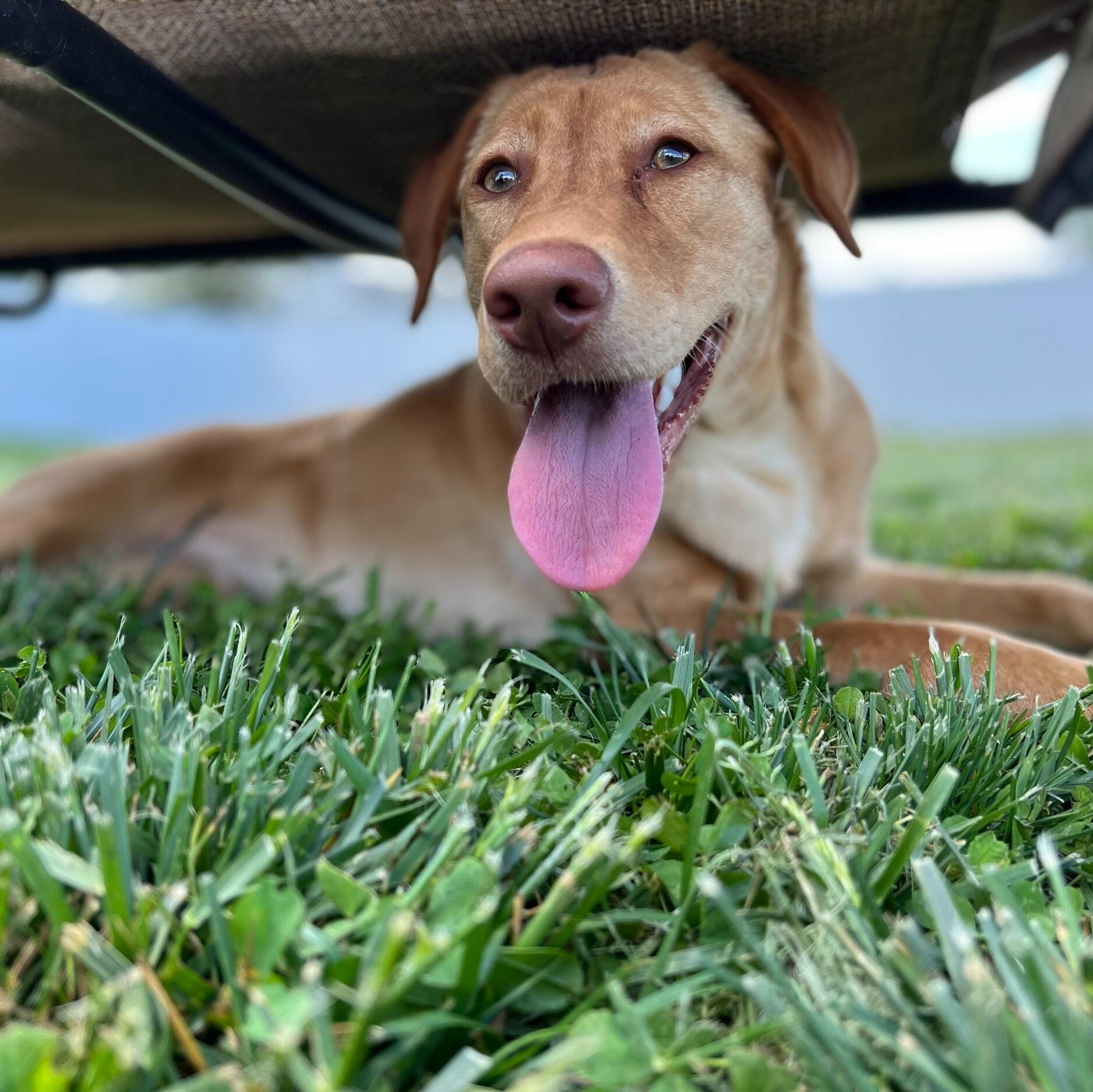 Sadie