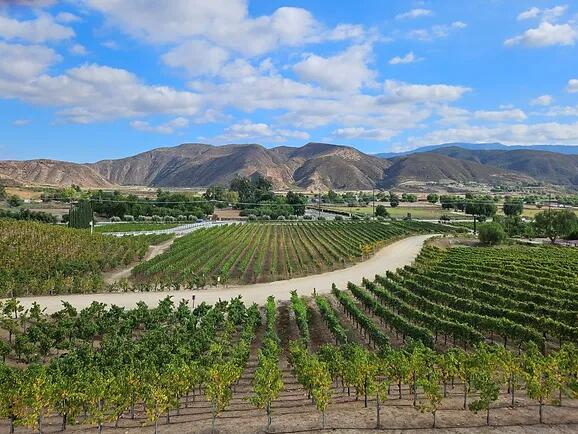 Picture of Temecula Winery Hopping 