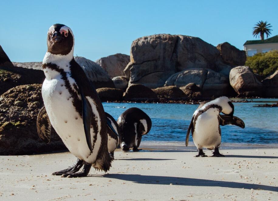 Picture of Boulders Beach