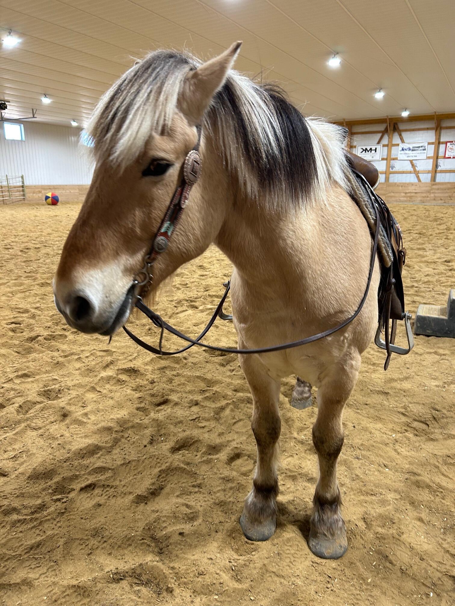 Dan and Jess went horse shopping! After test driving a few in the arena Jess picked out Rafiki, a Fjord/Draft cross. We call him Freaky.