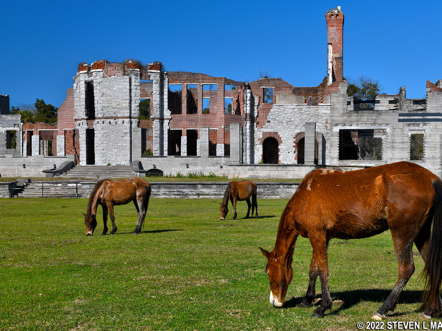 Picture of Cumberland Island National Seashore