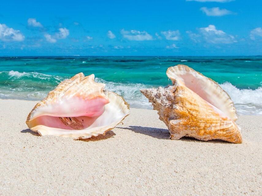 Picture of How do you pronounce "Conch"?