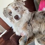 Daisy
