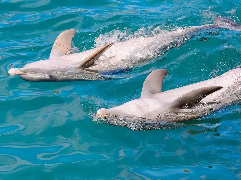 Picture of Delphinus Playa Mujeres