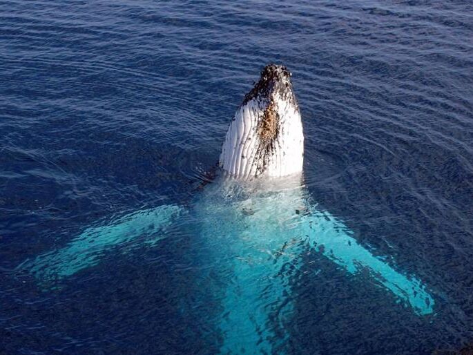 Picture of Whale Watching Excursion 