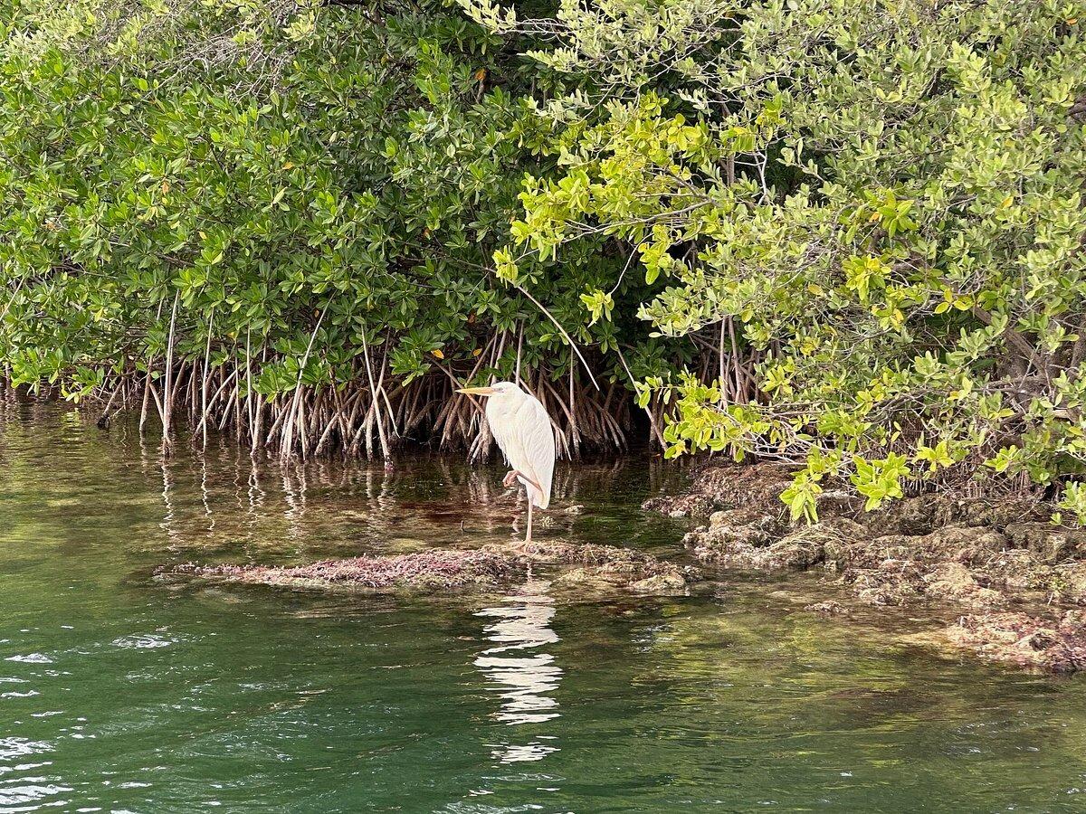 Picture of Capt. Sterling's Everglades Tour