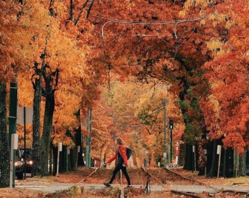 Picture of Boston Fall Foliage / Boston Henge 