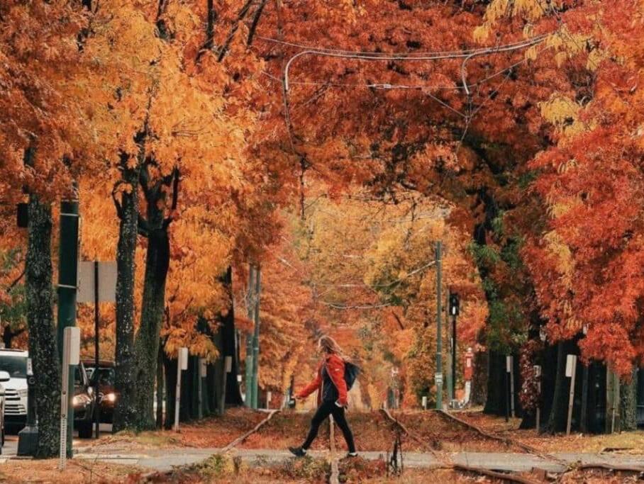 Picture of Boston Fall Foliage / Boston Henge 