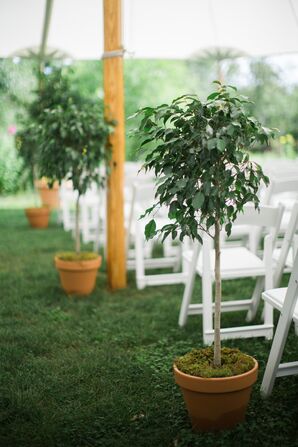 Potted Ficus Tree Aisle Decor