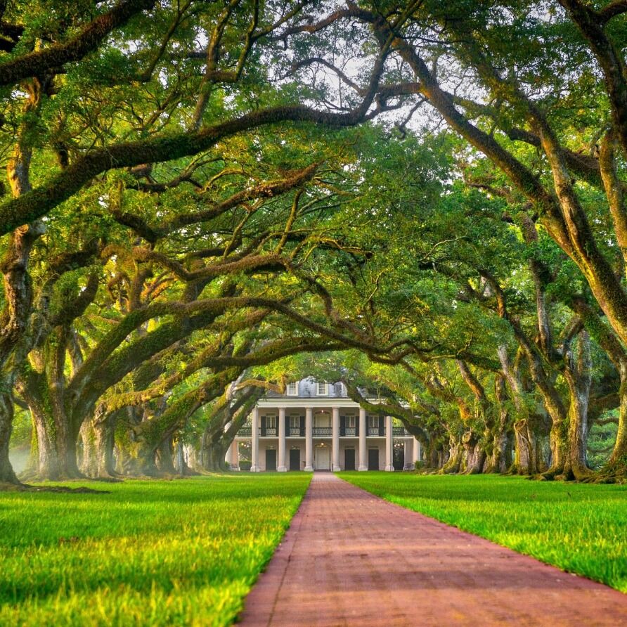 Picture of Oak Alley Plantation