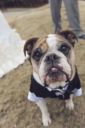Canine Guest