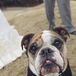 Canine Guest