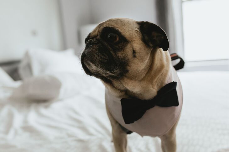 Pug Dog with Black Bow Tie