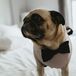 Pug Dog with Black Bow Tie