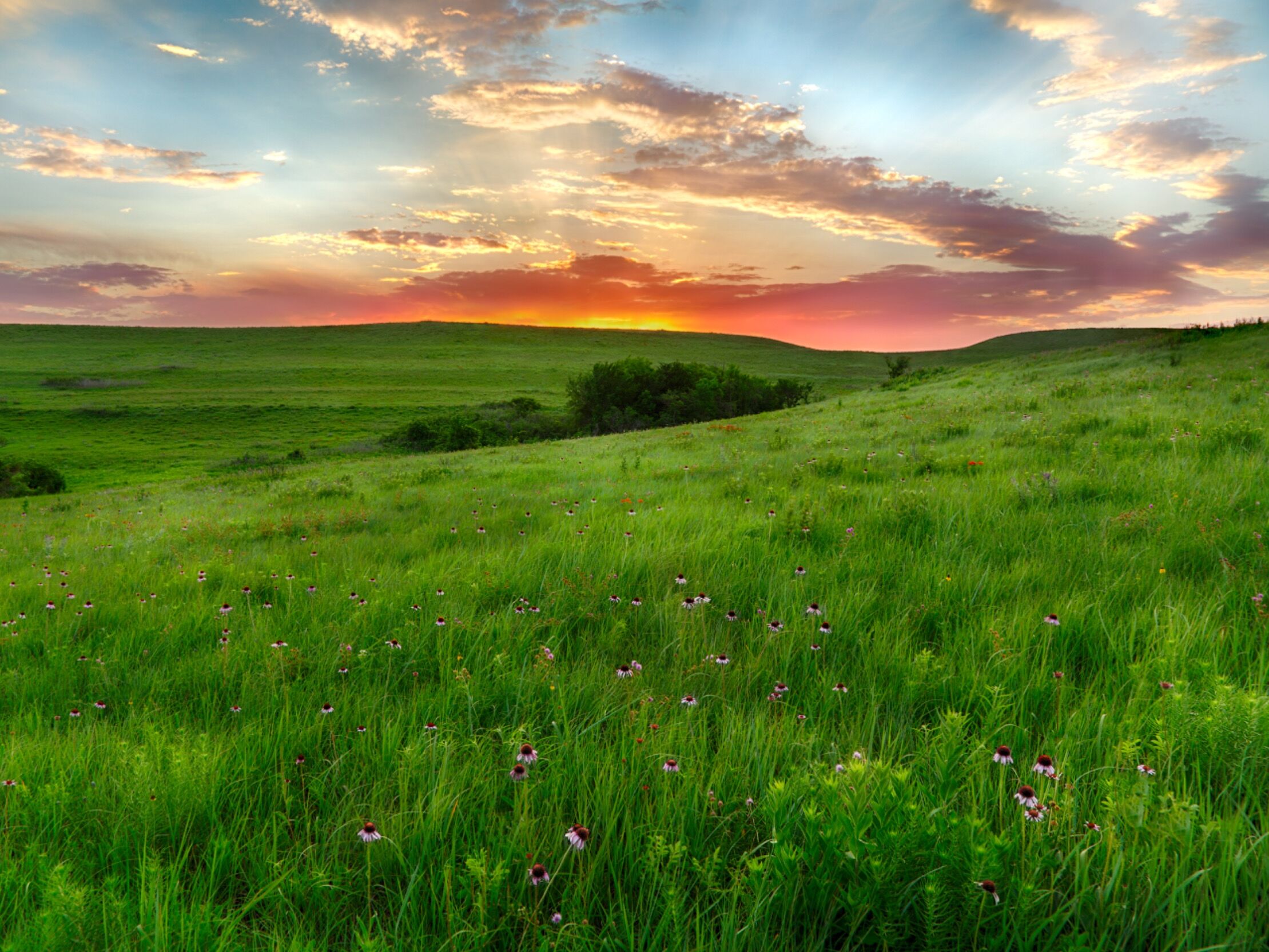 Picture of Konza Prairie Nature Trail