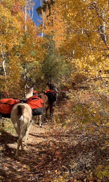 Picture of Front Range Llamas