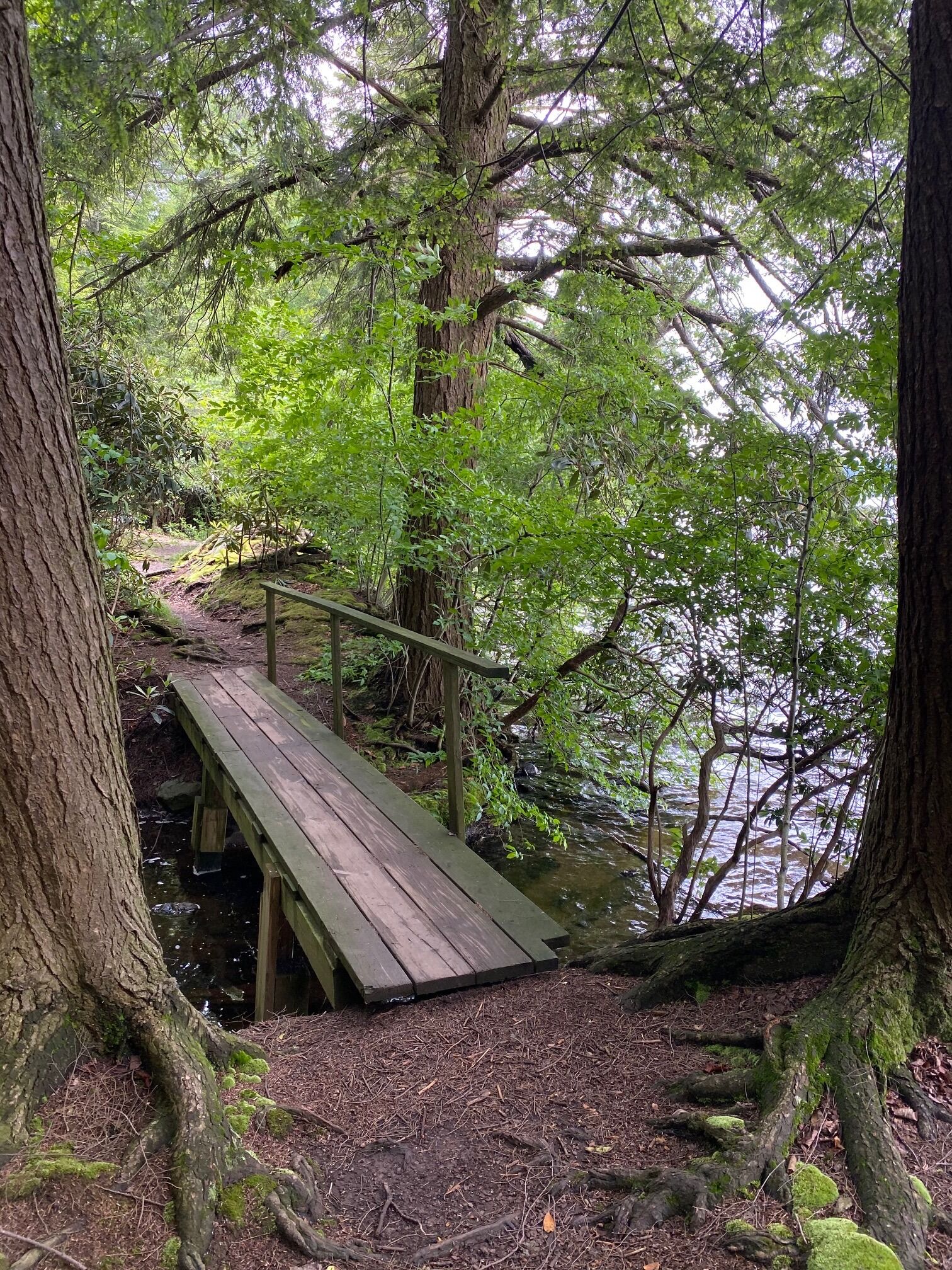 Picture of Hiking in Eagles Mere