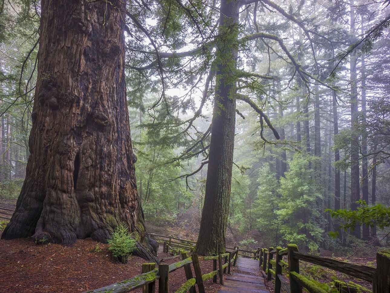 Picture of El Corte de Madera Creek Preserve