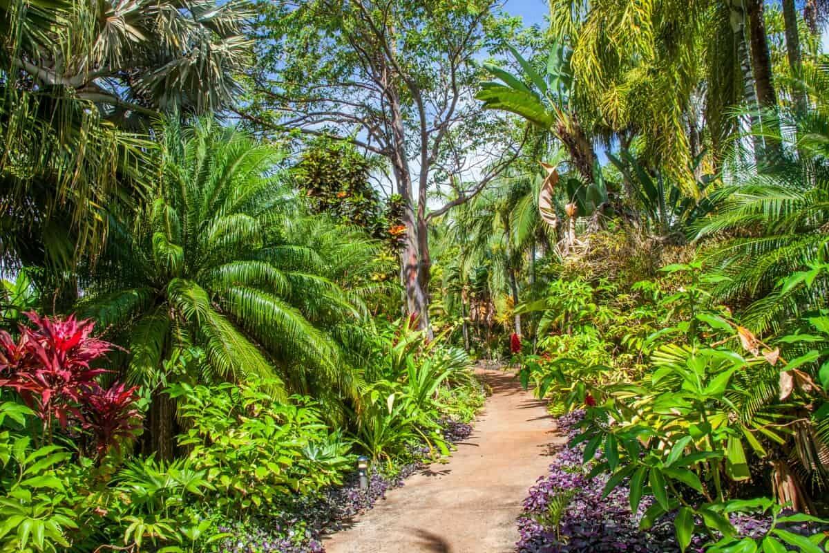 Picture of Allerton & McBryde Gardens
