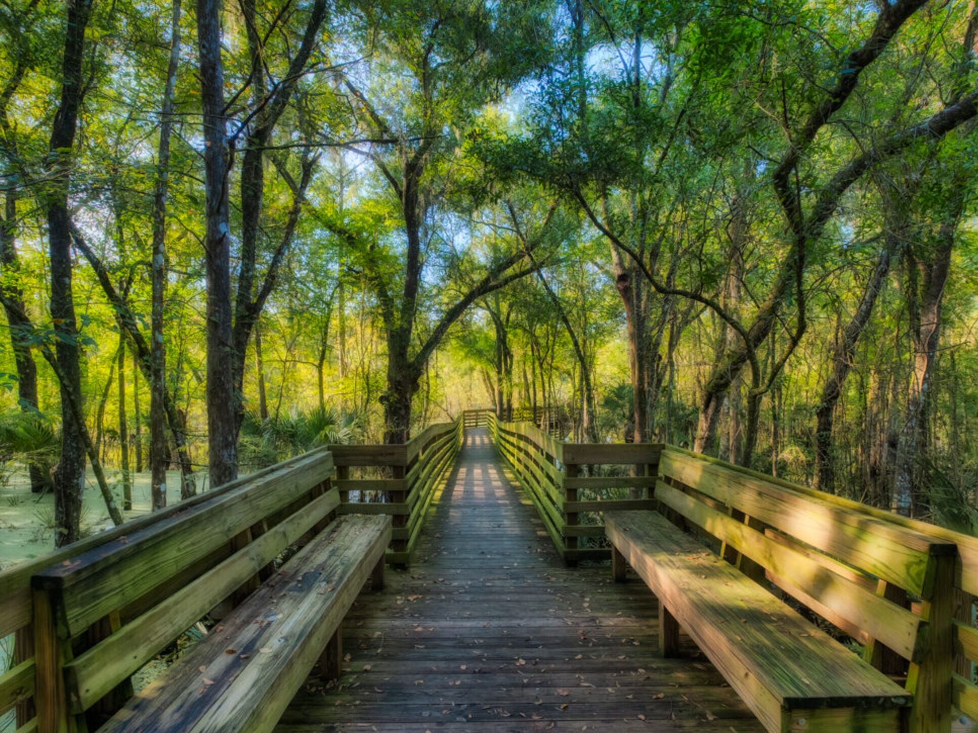 Picture of Lettuce Lake Park
