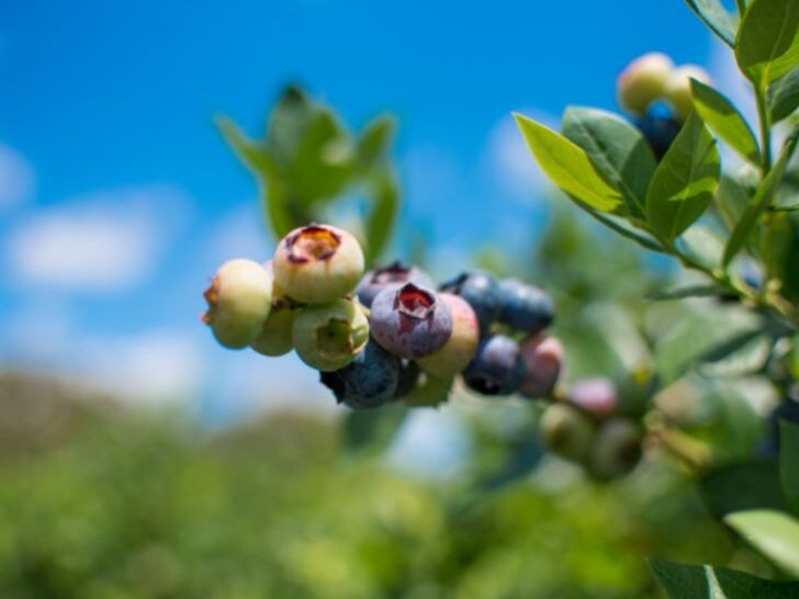 Picture of Reenders Blueberry Farms