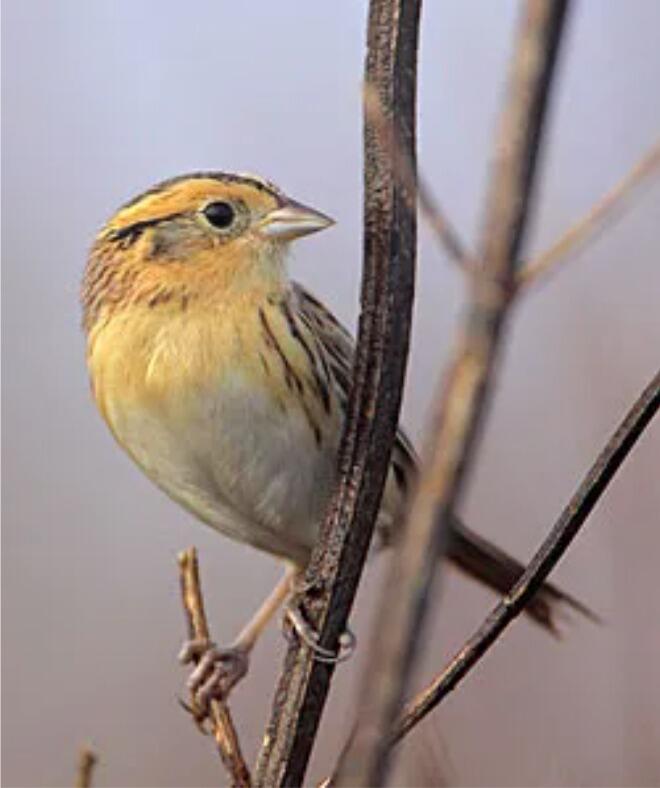 Picture of Montrose Point Bird Sanctuary