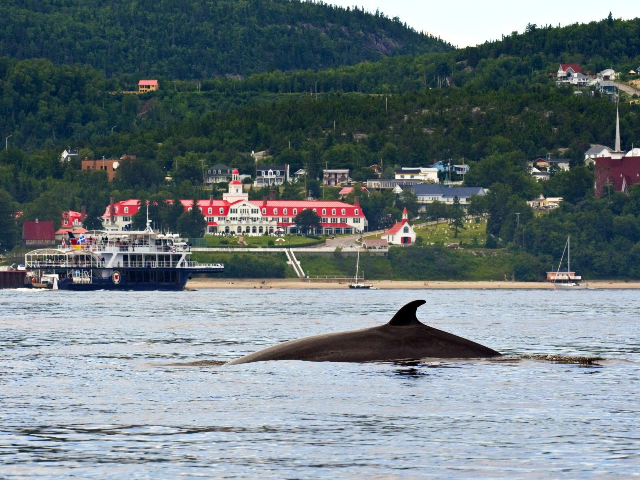 Picture of Whale Watching Cruise in Tadoussac