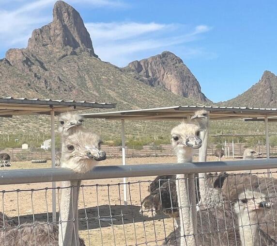 Picture of Rooster Cogburn Ostrich Ranch