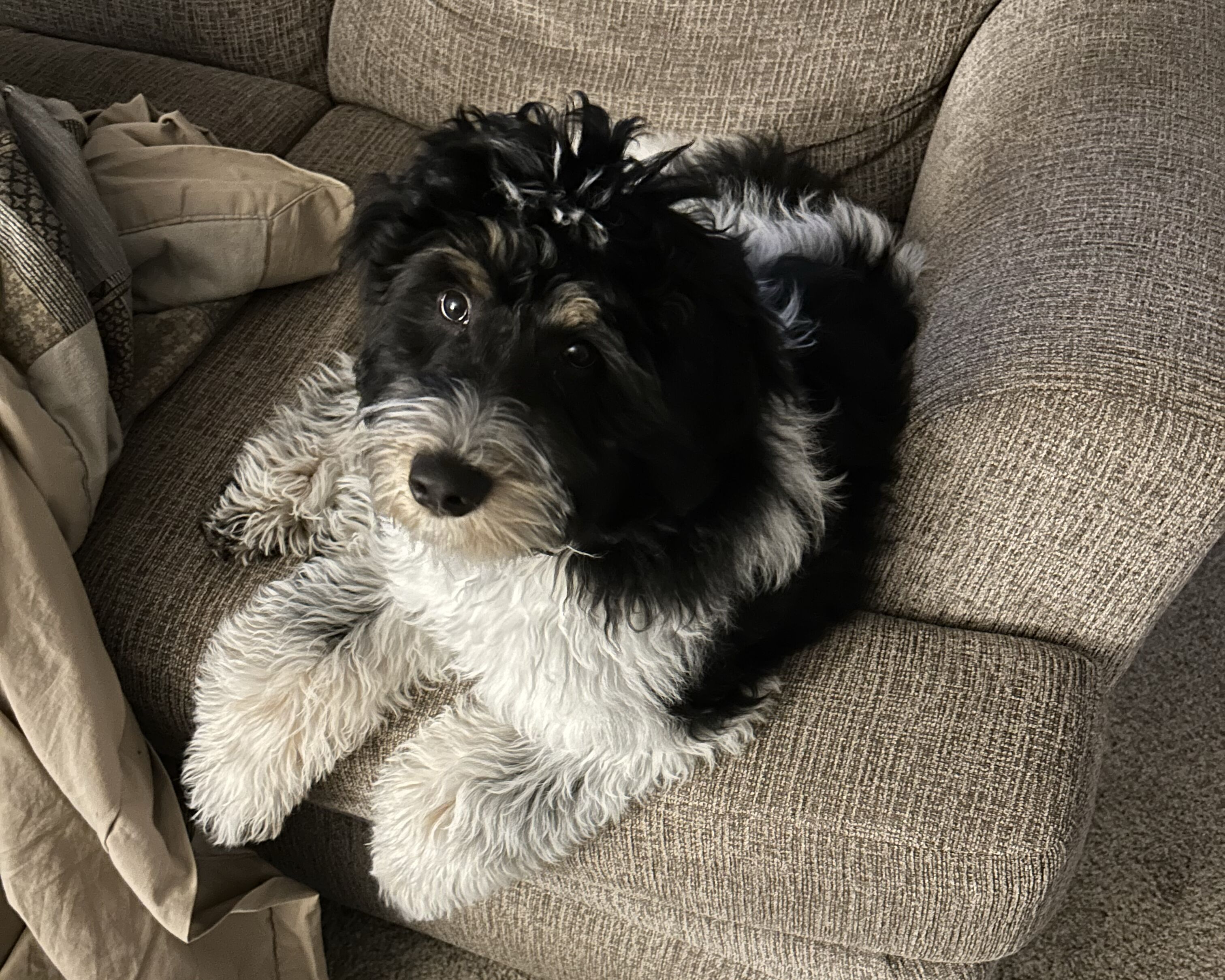 Picture of Newest addition to the fam!