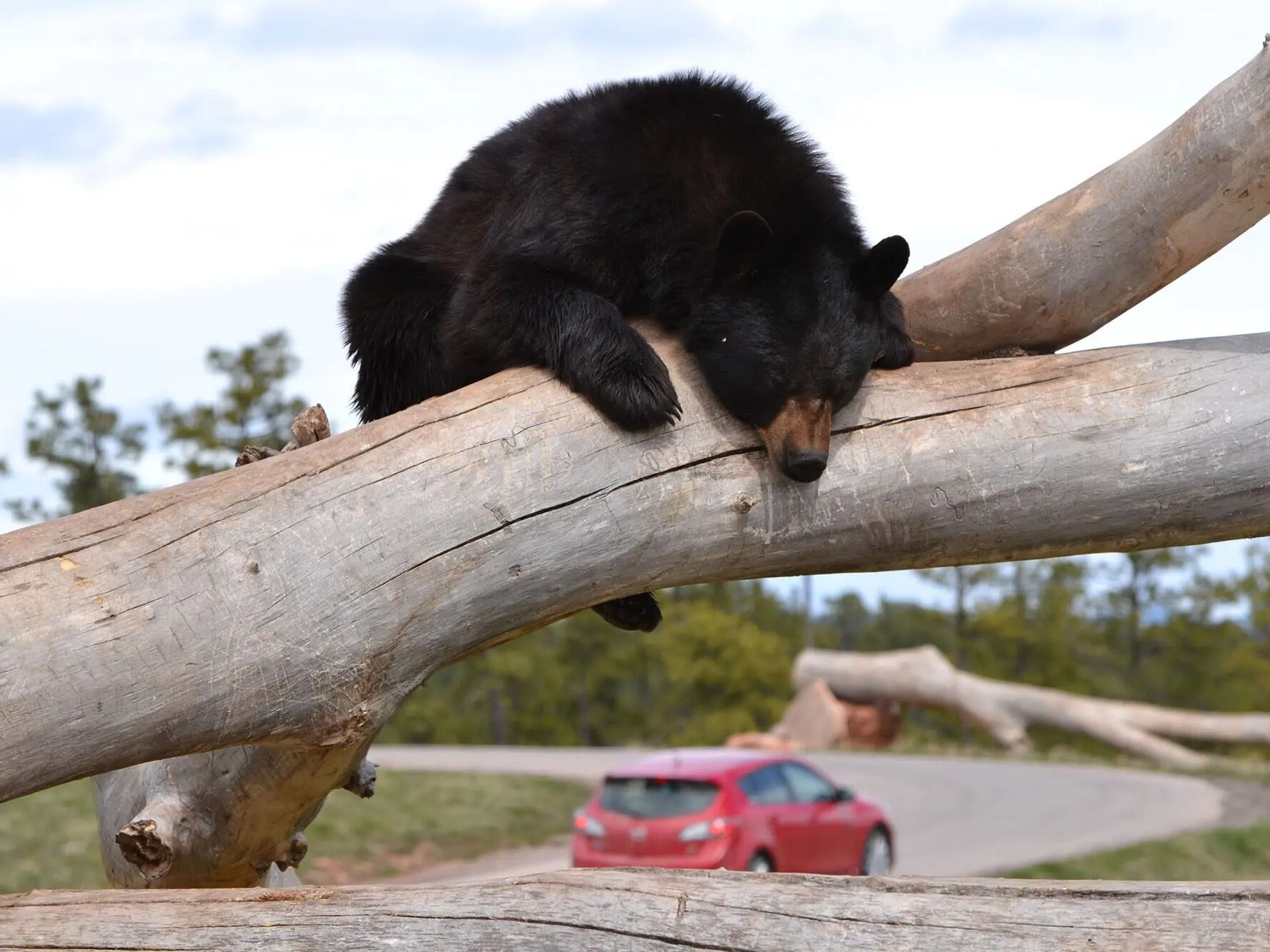 Picture of Bear Country USA