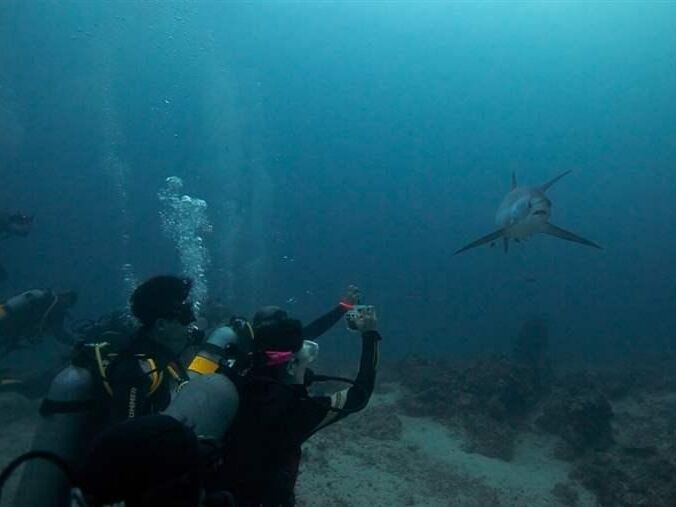 Picture of Dive and See Thresher Sharks in Malapascua