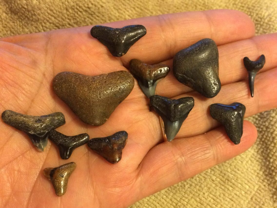 Picture of Manasota Key (Sharks Teeth)