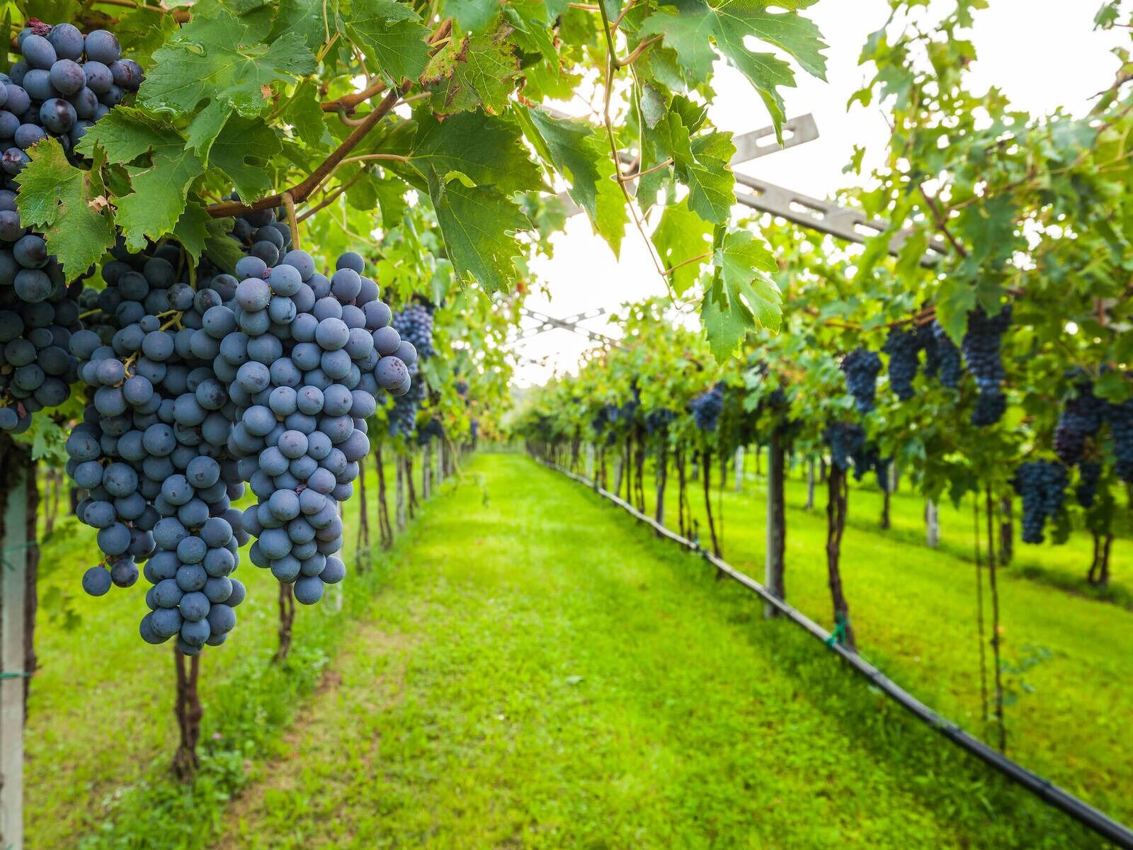 Picture of Vines and Rushes Winery