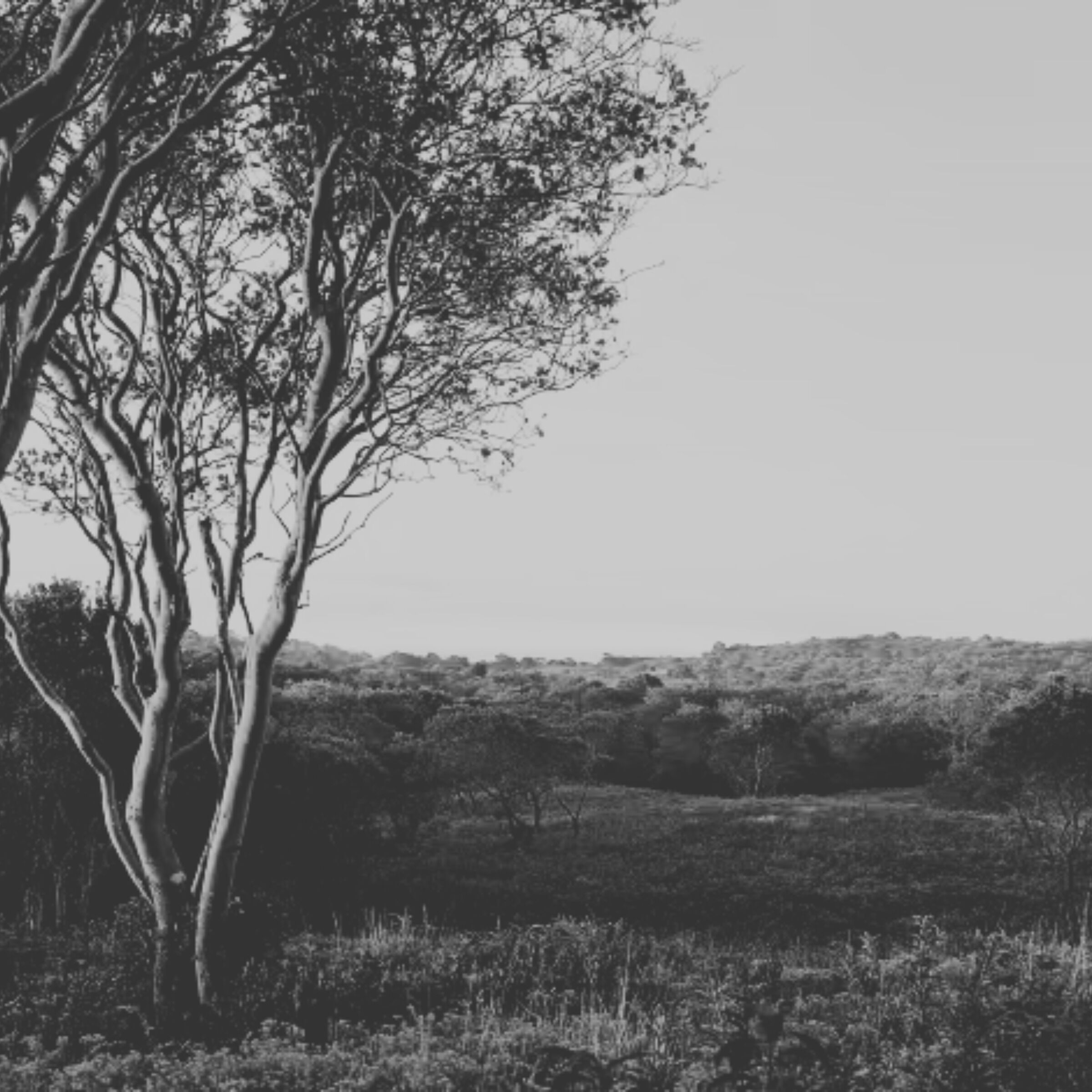 Picture of Rodman's Hollow Nature Trail