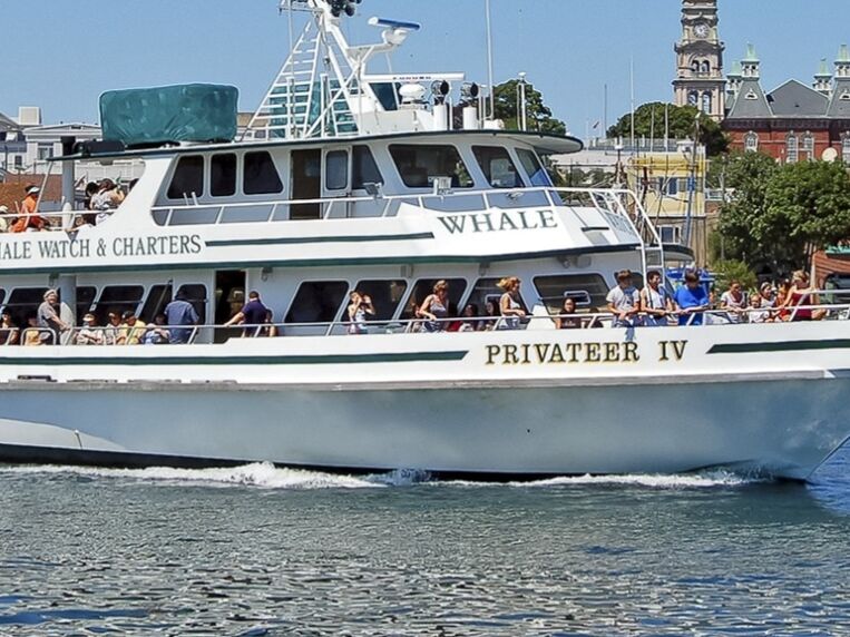 Picture of 7 Seas Whale Watch