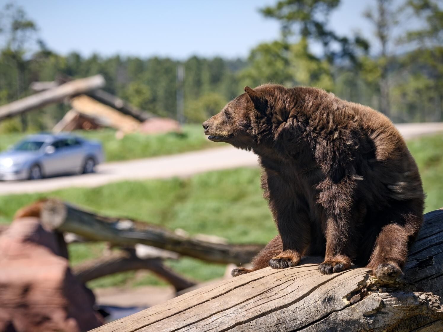 Picture of Bear Country USA