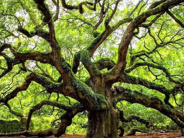 Picture of Angel Oak Tree