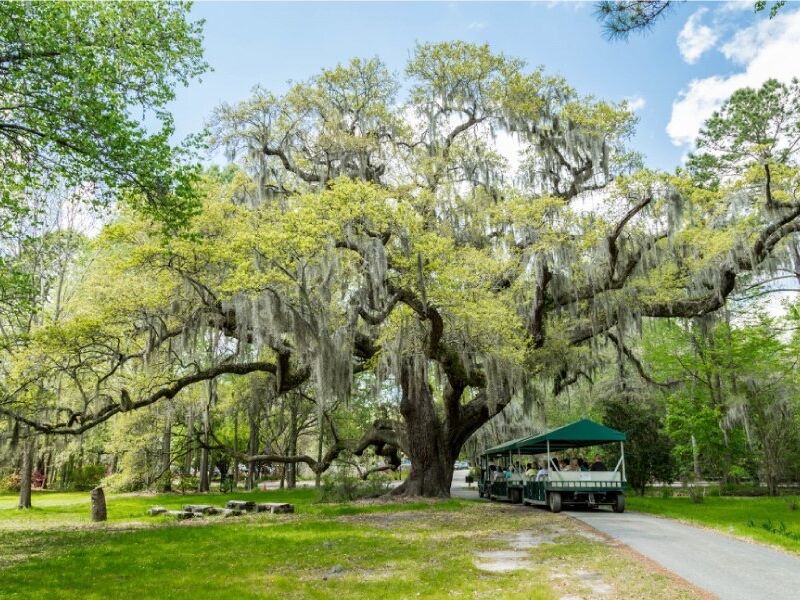 Picture of Magnolia Plantation and Gardens