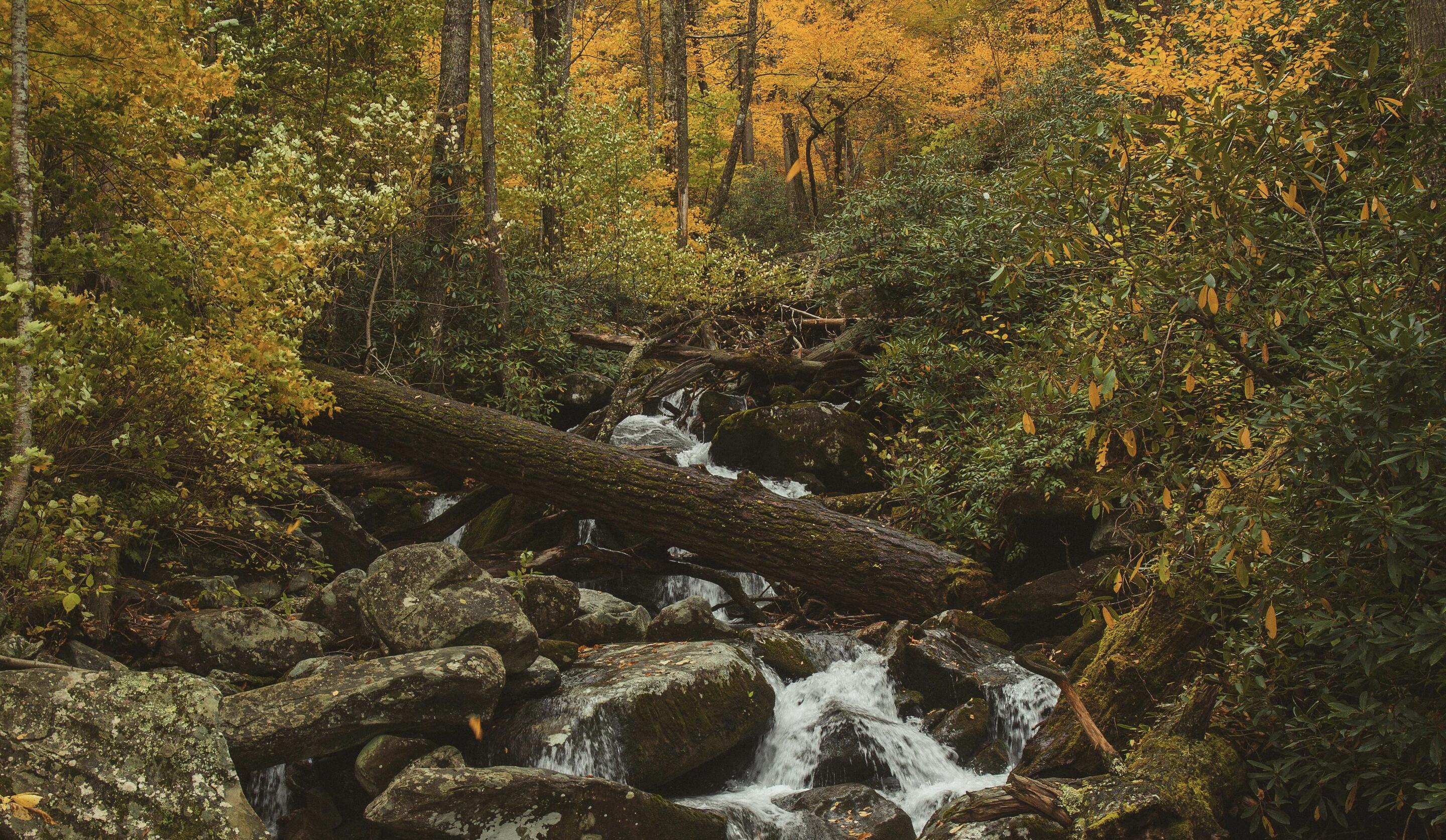 Picture of Great Smoky Mountains National Park