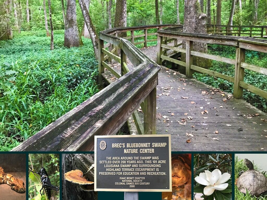 Picture of BREC's Bluebonnet Swamp Nature Center