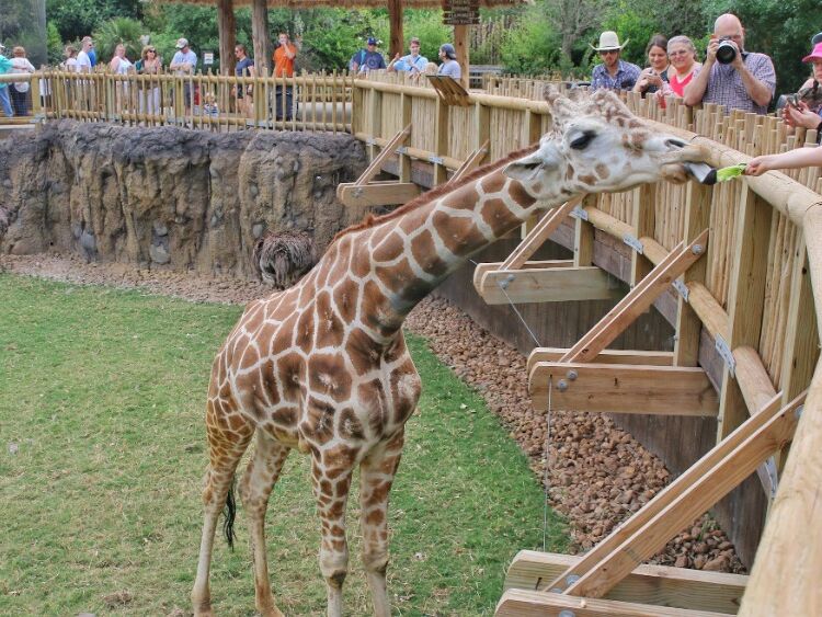 Picture of Fort Worth Zoo