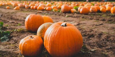 Picture of Heaven Hill Farm Pumpkin Festival