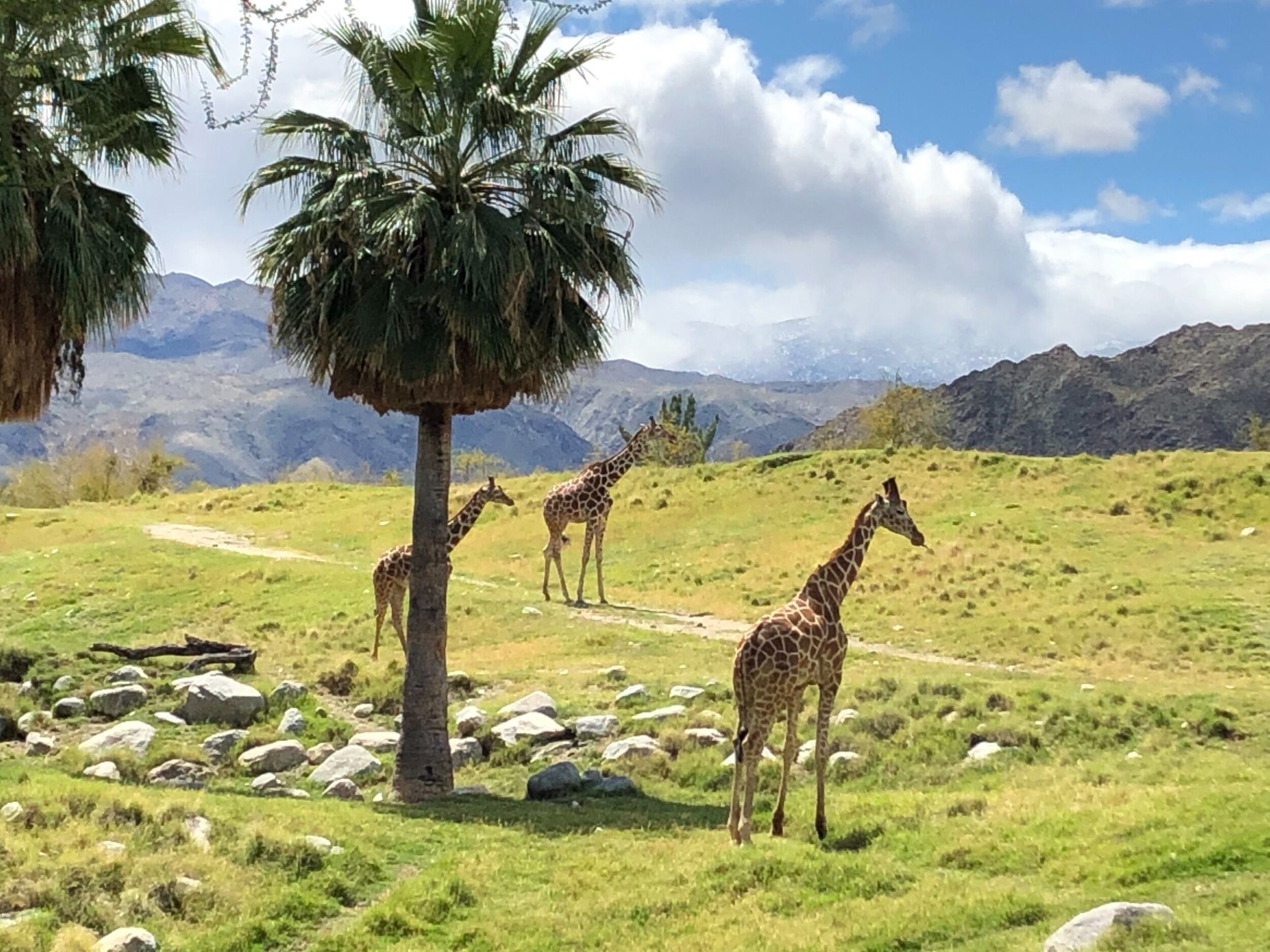Picture of The Living Desert Zoo and Gardens