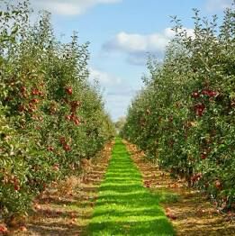 Picture of Apple Picking at Local Orchards